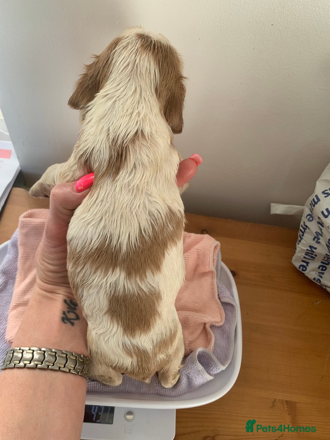 Cocker Spaniel dogs for sale: Beautiful show line cocker spaniel puppies  - Advert 26