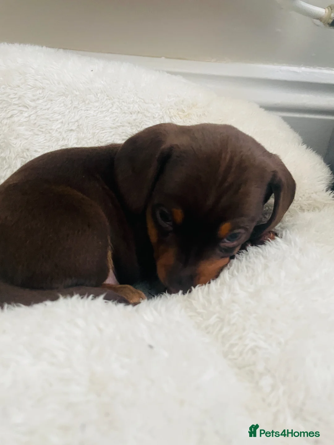 Dachshund dogs for sale: Dachshund  in Leicester - Advert 2