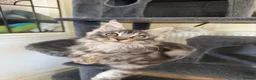 Maine Coon cats for sale: Maine coon kittens TICA - Advert 3