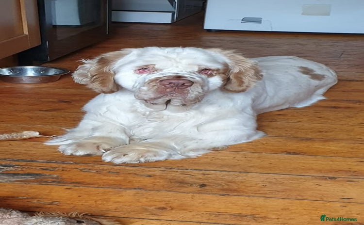 Clumber Spaniel dogs - Advert 1