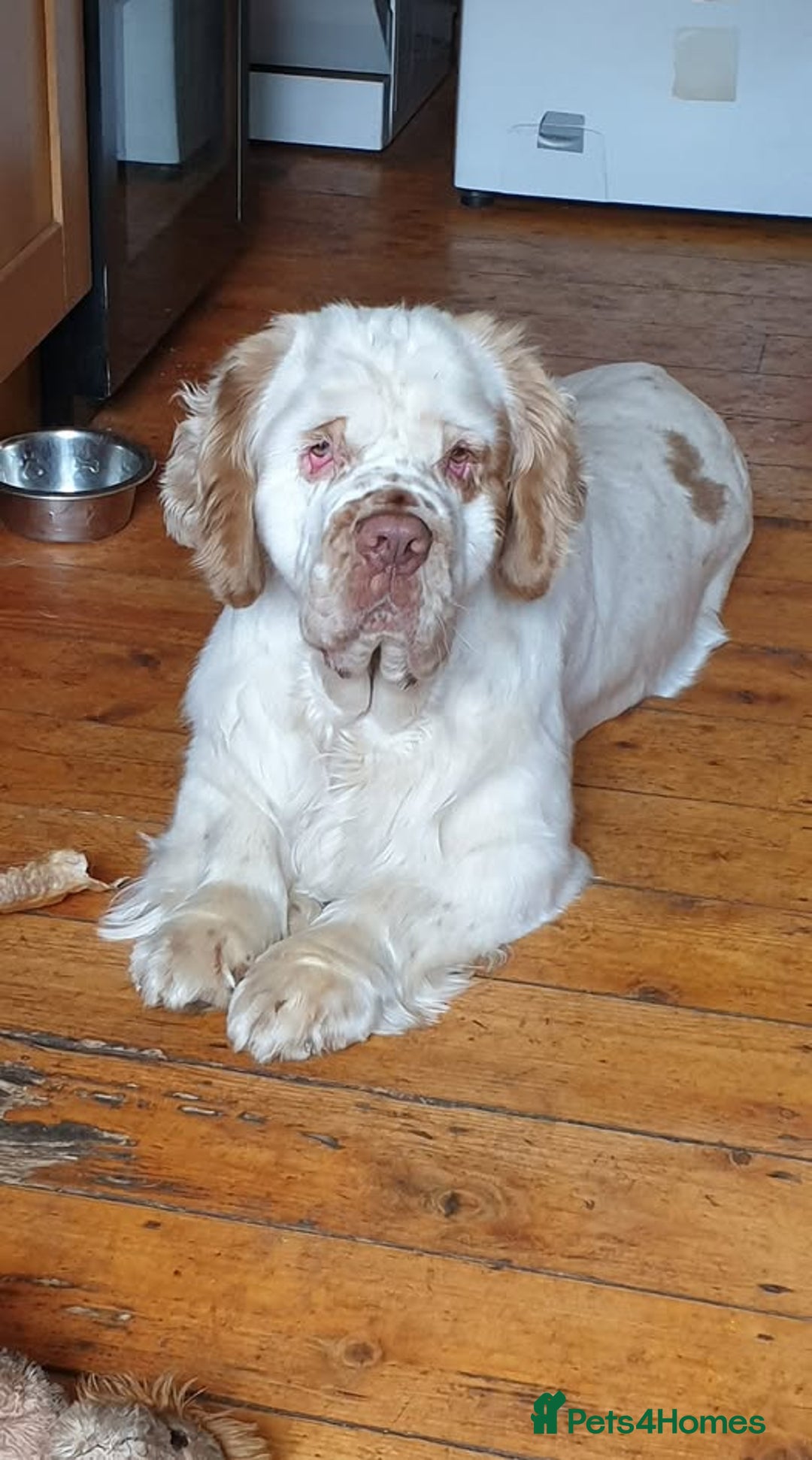 Clumber Spaniel dogs for sale: Clumber Spaniel - Image 1