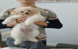 Mixed Breed dogs for sale: Poochon puppies for sale  - Image 6