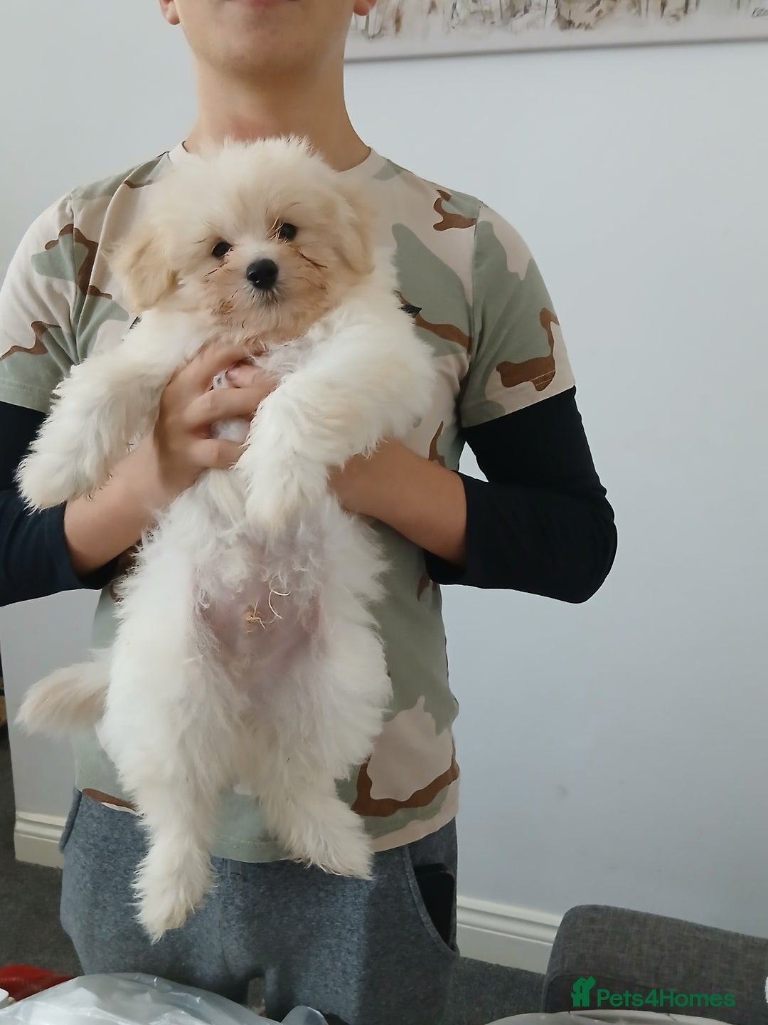 Mixed Breed dogs for sale: Poochon puppies for sale  - Image 6