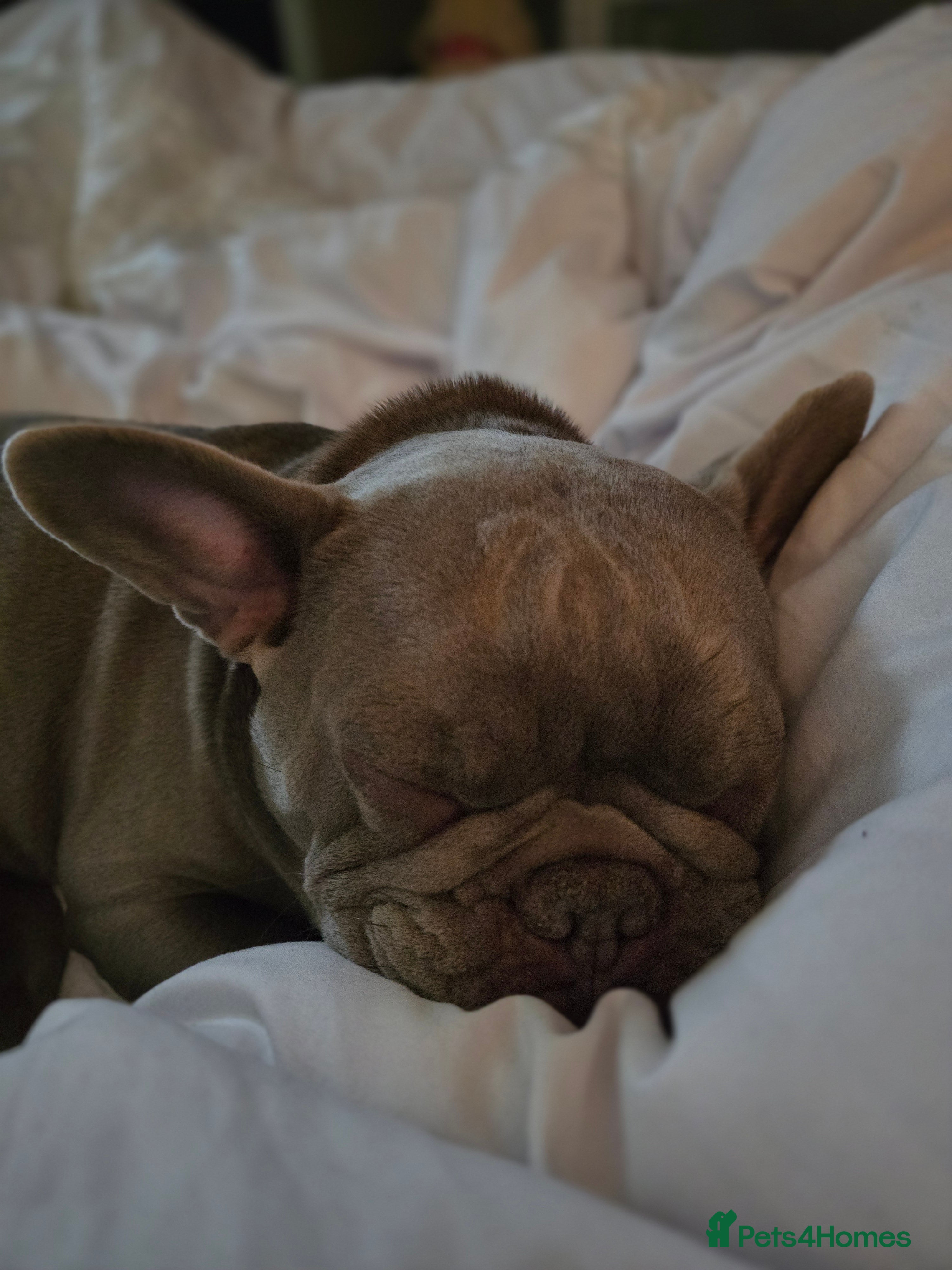 French Bulldog dogs Lola 2 year old French Bulldog - Advert 1