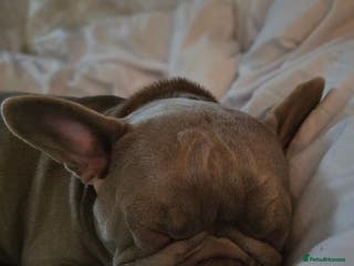 French Bulldog dogs Lola 2 year old French Bulldog - Advert 1