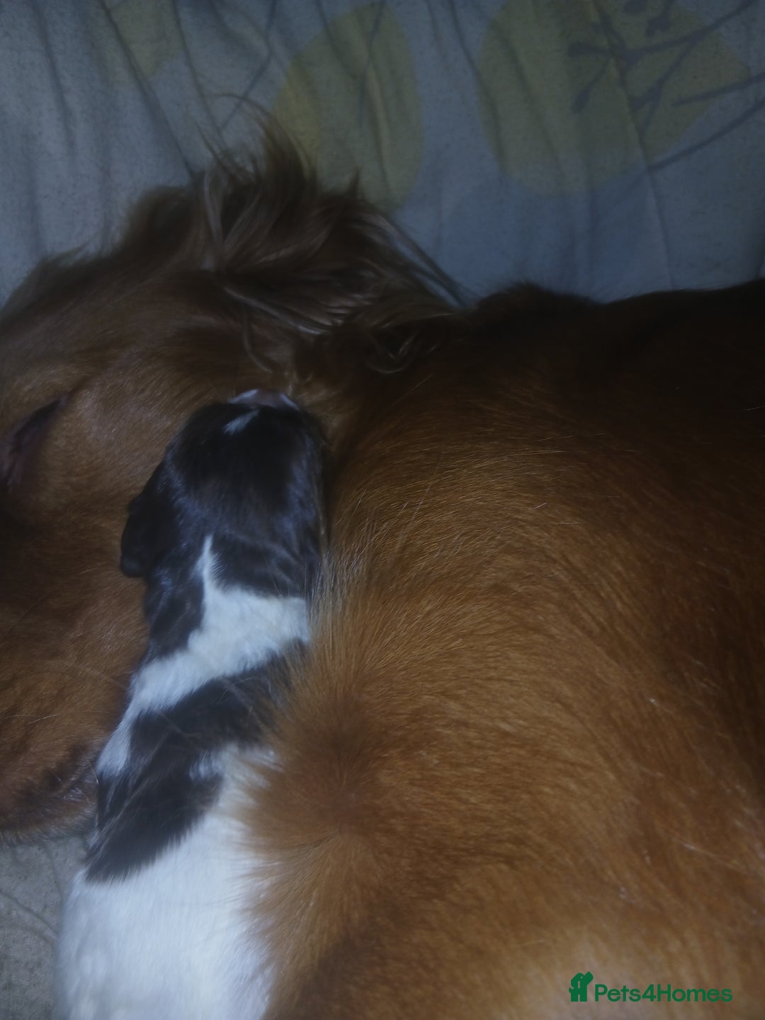 Sprocker dogs for sale: Sprockers - Advert 6