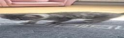 Mixed Breed cats for sale: 🐾 Grey Tabby Kitten – Ready for Loving Home 🐾 - Advert 8