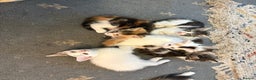 Mixed Breed cats for sale: Beautiful long and short haired kittens  - Advert 4
