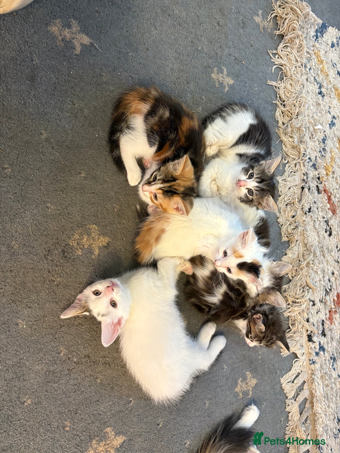 Mixed Breed cats for sale: Beautiful long and short haired kittens  - Advert 4