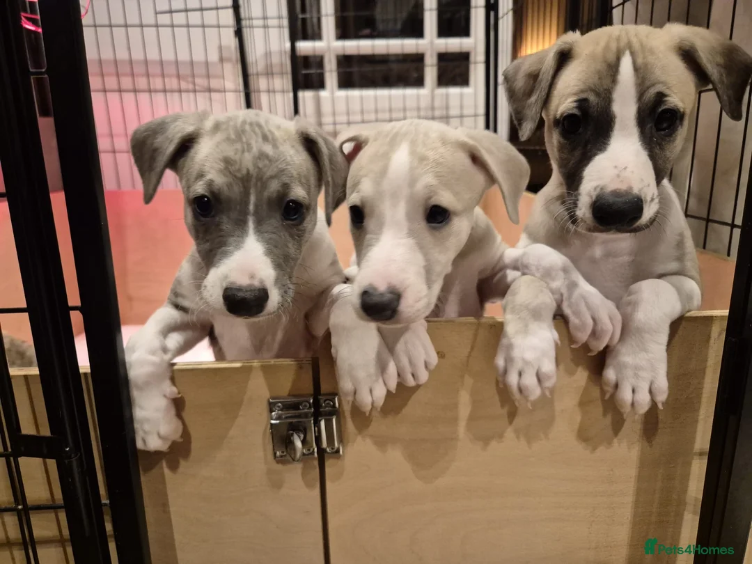 Whippet dogs for sale: KC REGISTERED Whippet puppies for Sale - Advert 11
