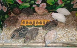 Quail poultry for sale: Mixed Japanese Courtnix Quails - Image 14