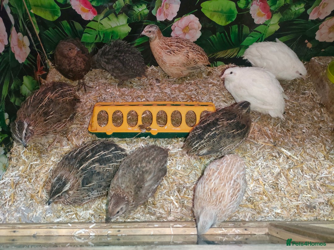 Quail poultry for sale: Mixed Japanese Courtnix Quails - Image 14