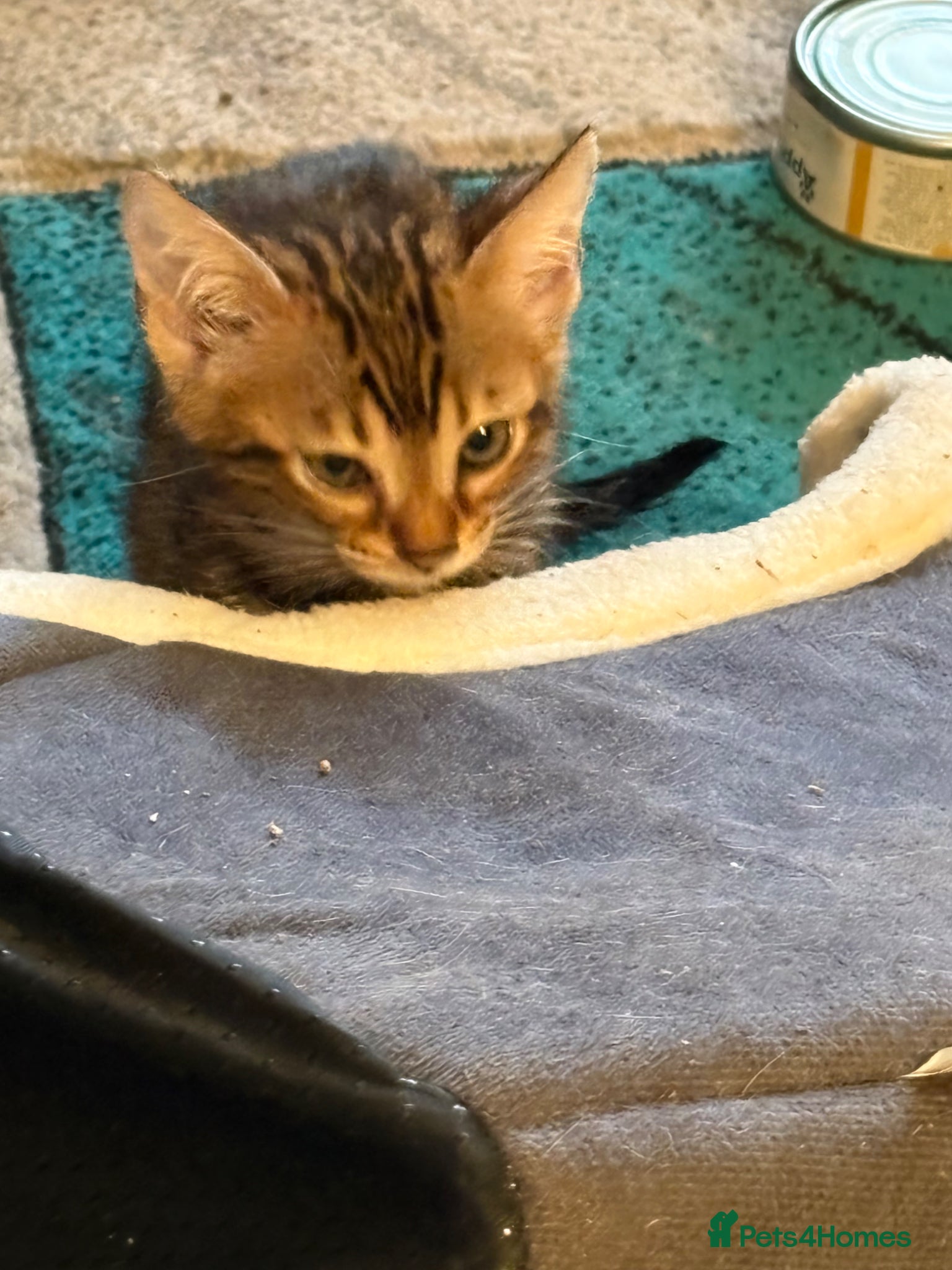 Bengal cats for sale: Bengal kittens pedigreed and registered - Advert 5