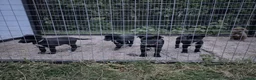 Mixed Breed dogs for sale: Border collie cross huntaway puppies  - Advert 2