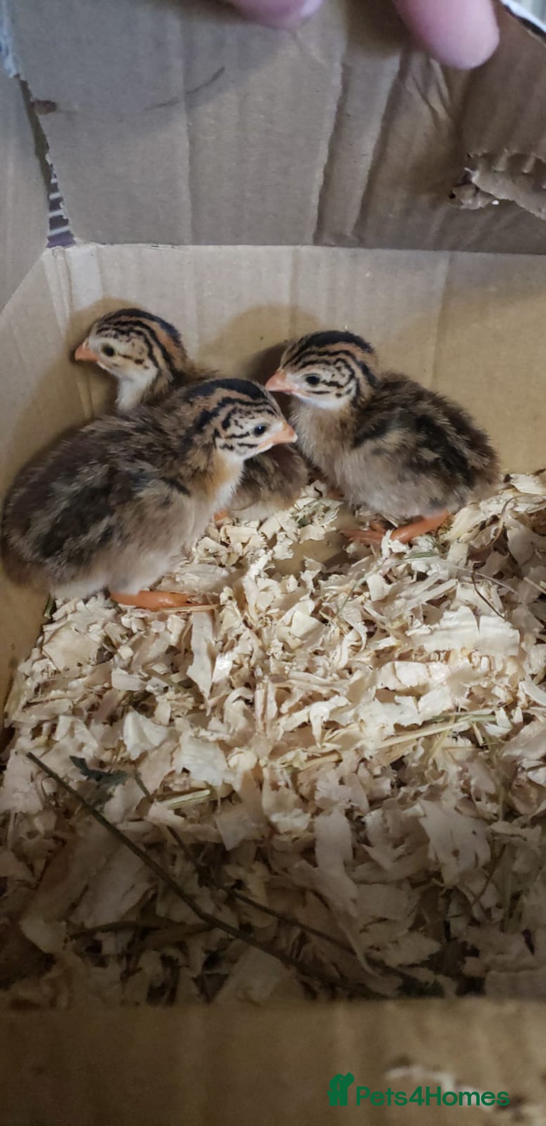 Chickens poultry for sale: 6 Pearl Guinea Fowl Chicks/Adult French Meat - Image 2