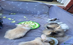 Mini Lion Lop rabbits for sale: fluffy baby bunnies £25-30 - Image 12