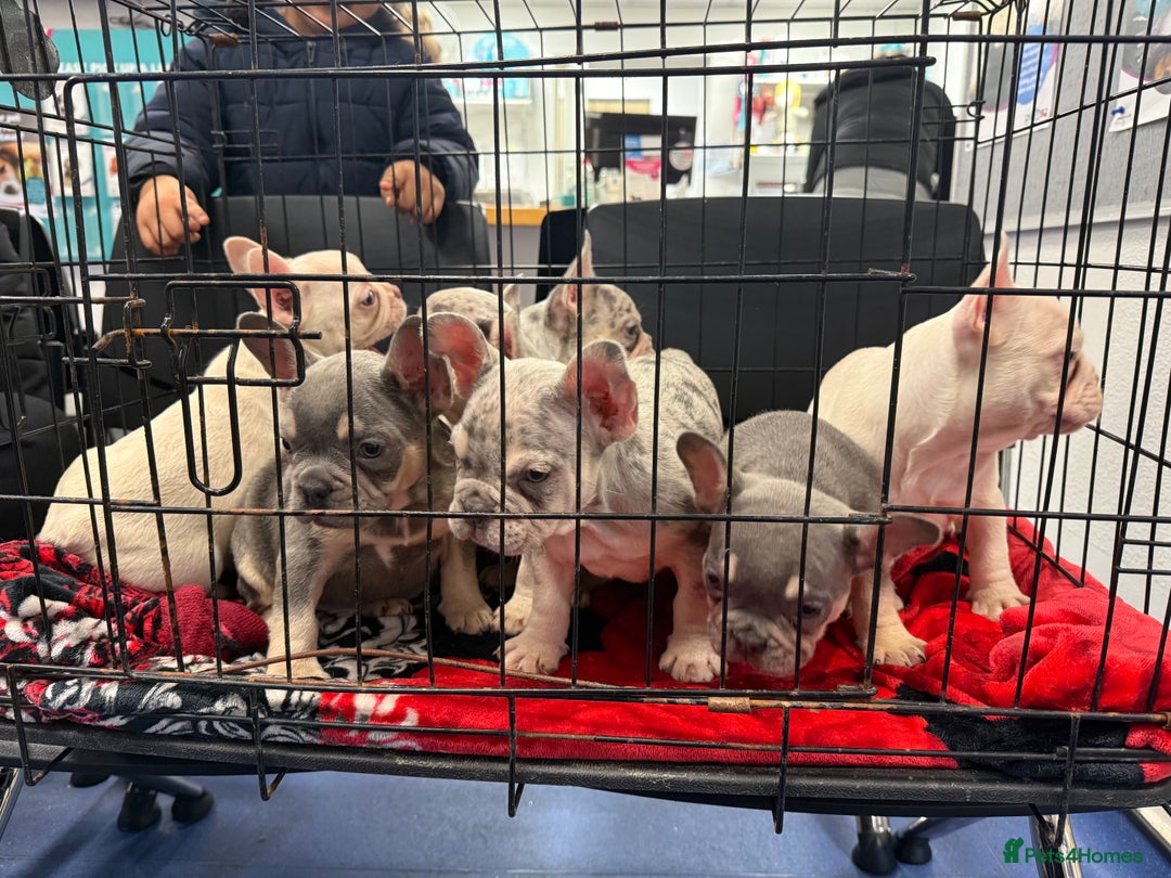 French Bulldog dogs for sale:  **  SPECIAL  **  PROMOTION  **  Ready To go ! - Advert 10