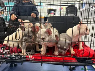 French Bulldog dogs Puppies Available – £1,000 Ready to go - Advert 3