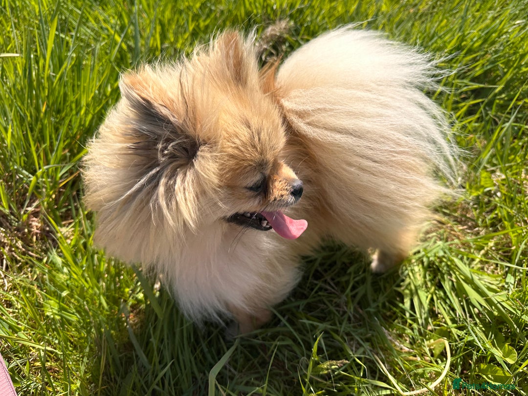 Pomeranian dogs for sale: Quality Chocolate Small Chocolate Teddy Bear - Image 21