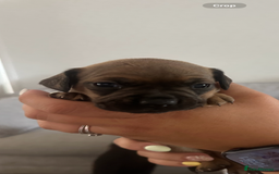 Mixed Breed dogs for sale: French wieners  - Image 2