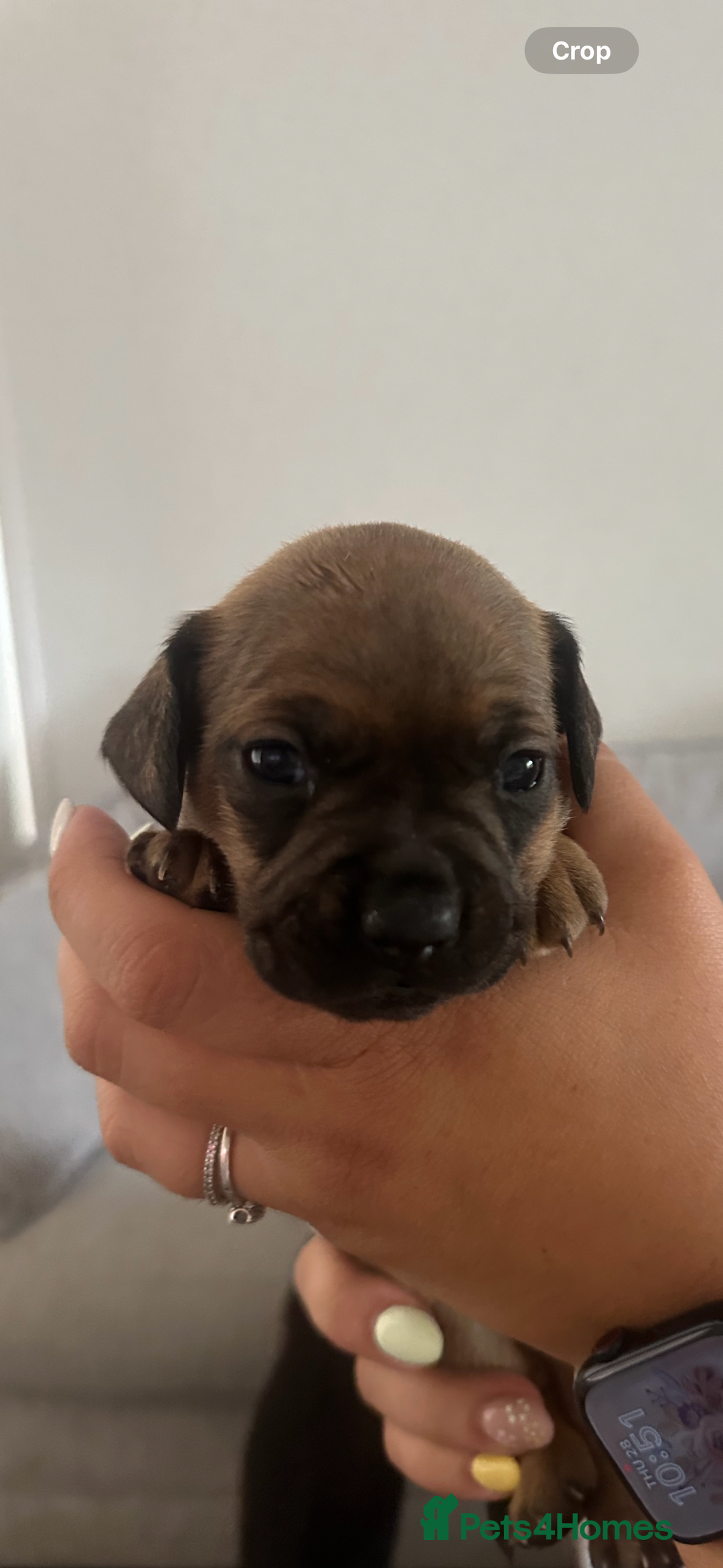 Mixed Breed dogs for sale: French wieners  - Image 2