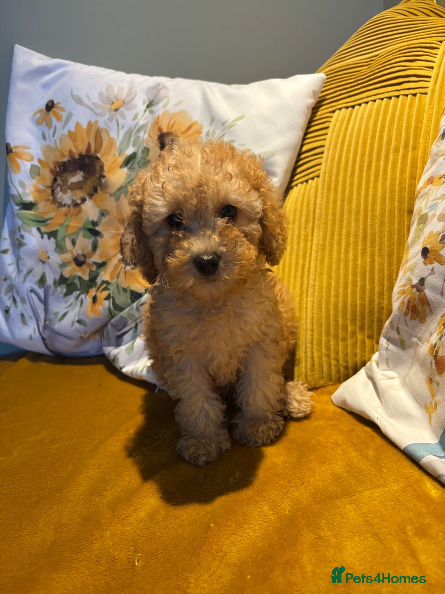 Cockapoo dogs Stunning home reared F1B cockapoos 1 girl left - Advert 2