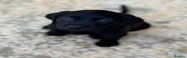 Labrador Retriever Puppy 8