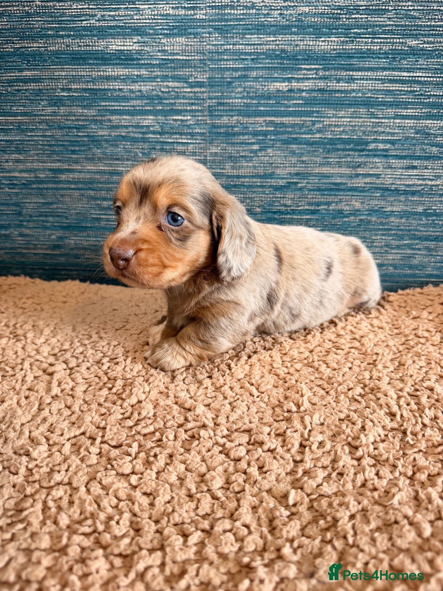 Miniature Dachshund dogs KC registered LONGHAIR MINIATURE DACHSHUNDS  - Advert 1