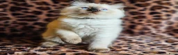 Ragdoll cats for sale: Ragdoll Kittens  - Advert 1