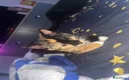 Mixed Breed cats for sale: Kittens - Image 1