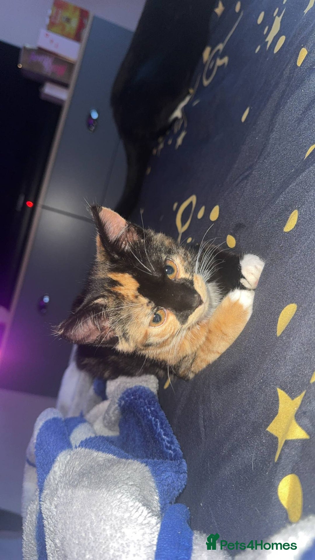 Mixed Breed cats for sale: Kittens - Image 1