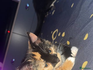 Mixed Breed cats - Advert 15