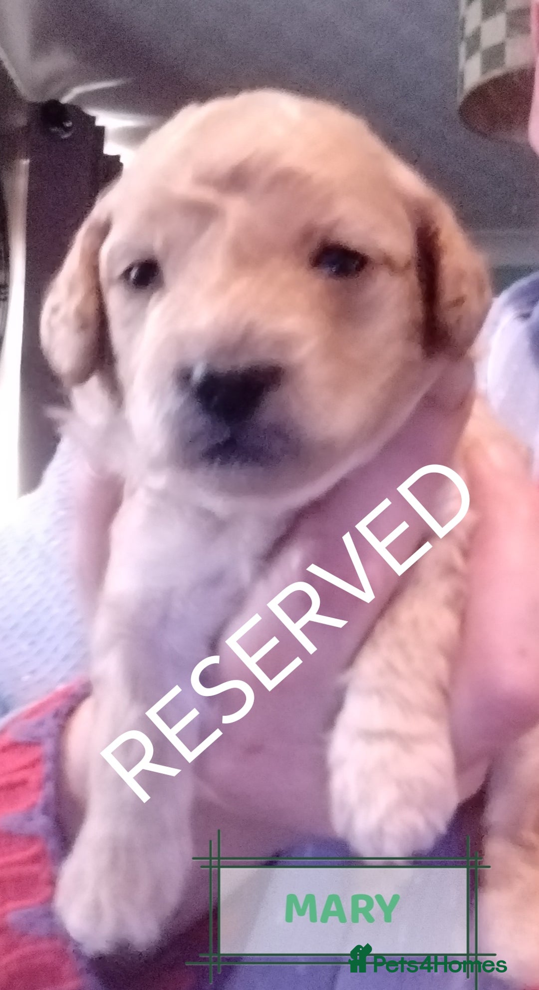 Mixed Breed dogs for sale: Adorable Maltipoo/Cockapoo Puppies - Advert 20