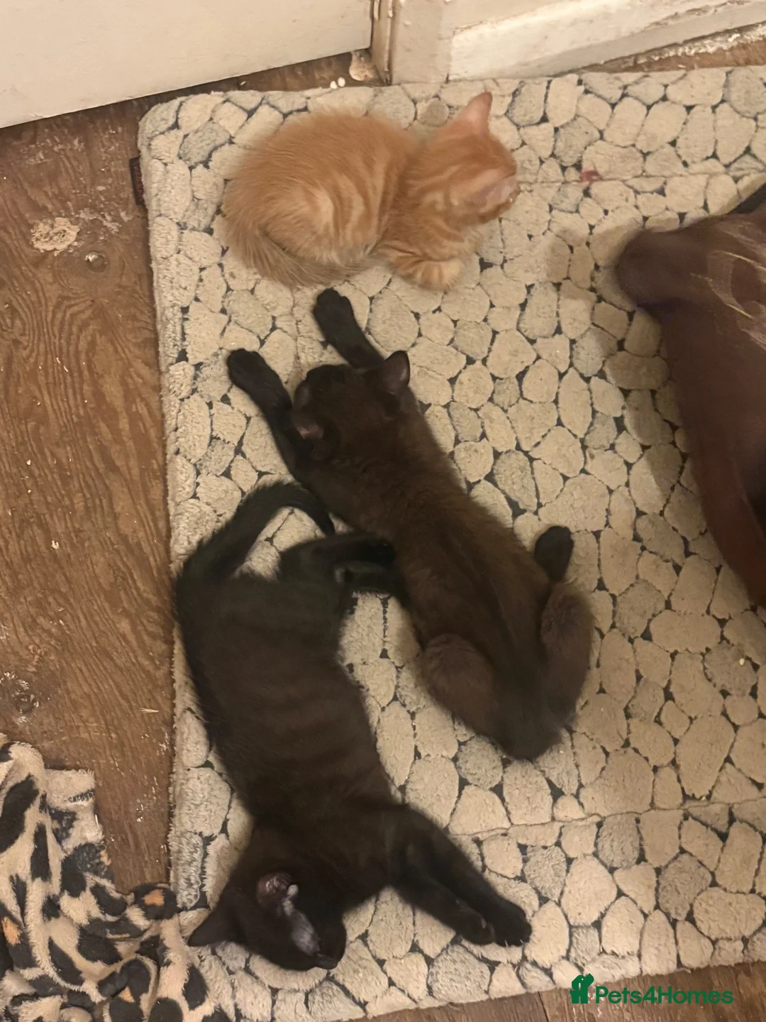 Mixed Breed cats for sale: Kittens for sale  - Advert 16