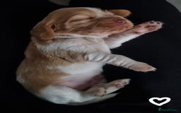 Cocker Spaniel dogs for sale: Charming English Show Cocker Spaniel Puppies  - Advert 3