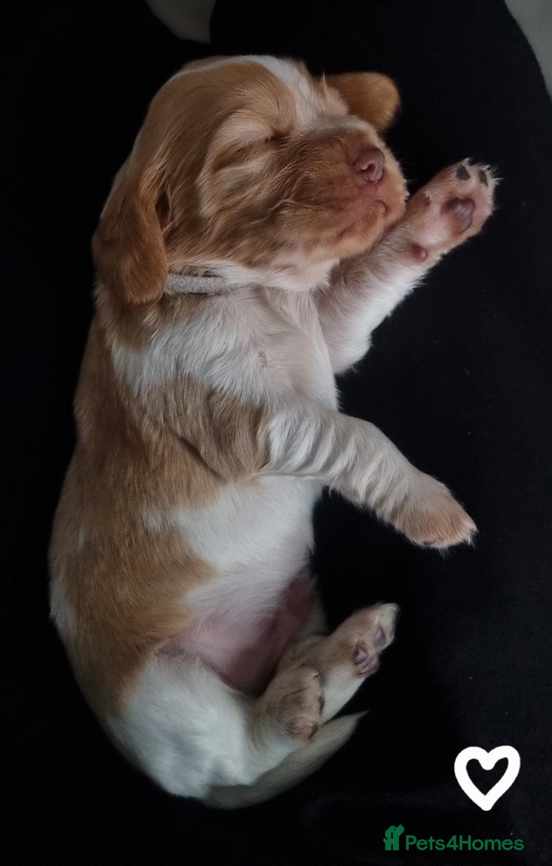 Cocker Spaniel dogs for sale: Charming English Show Cocker Spaniel Puppies  - Advert 3