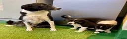 Border Collie dogs for sale: Border Collies puppies available  - Advert 12