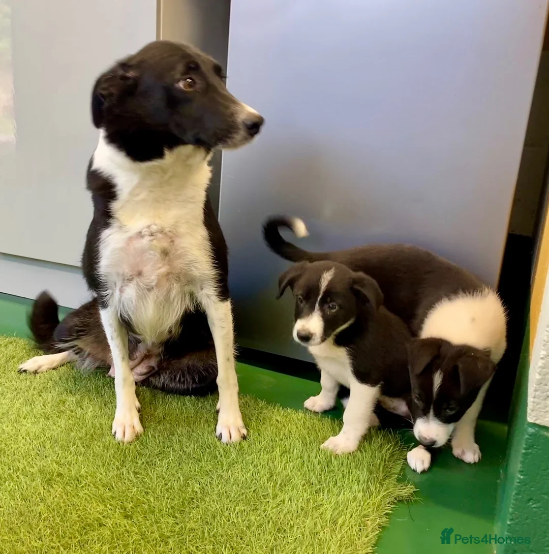 Border Collie dogs for sale: Border Collies puppies available  - Advert 12