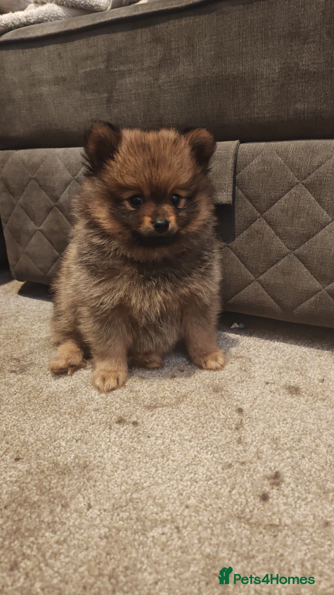 Pomeranian dogs for sale: pomeranians - Advert 1