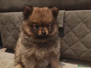 Pomeranian dogs pomeranians - Advert 14