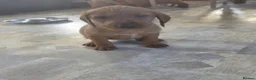 Mixed Breed dogs for sale: ALL REHOMED Vizslador Puppies  - Advert 18