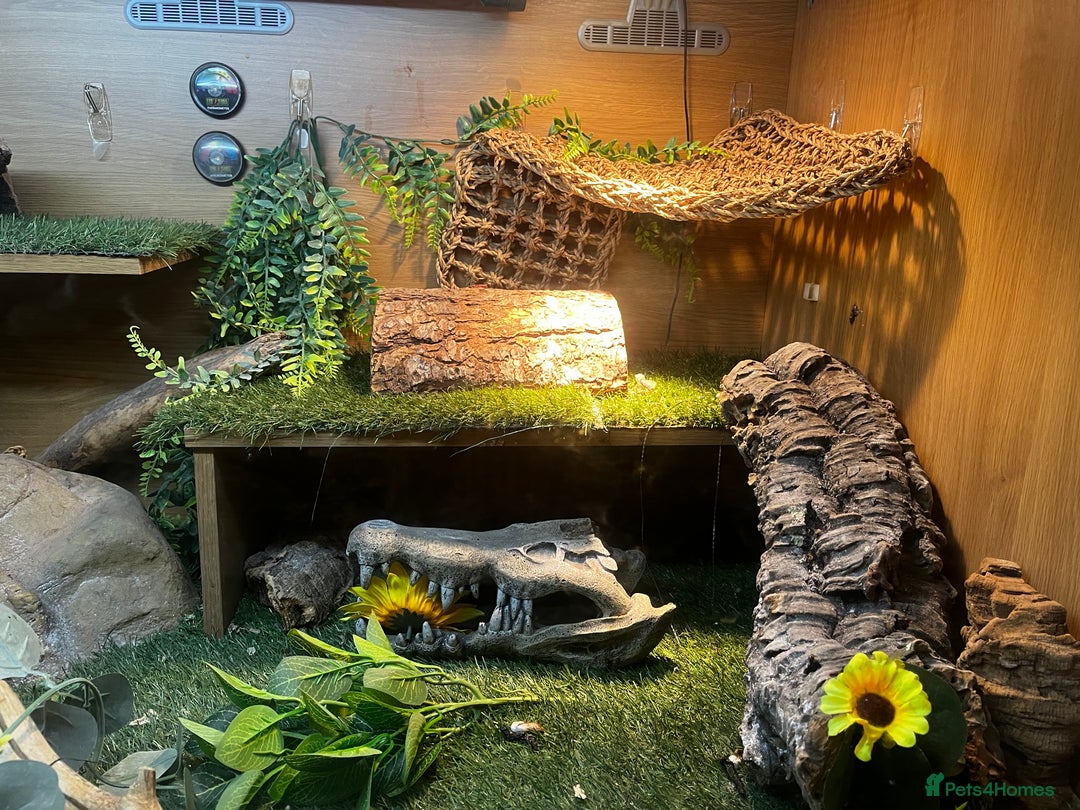 Bearded Dragon reptiles for sale: bearded dragon and vivarium - Image 6