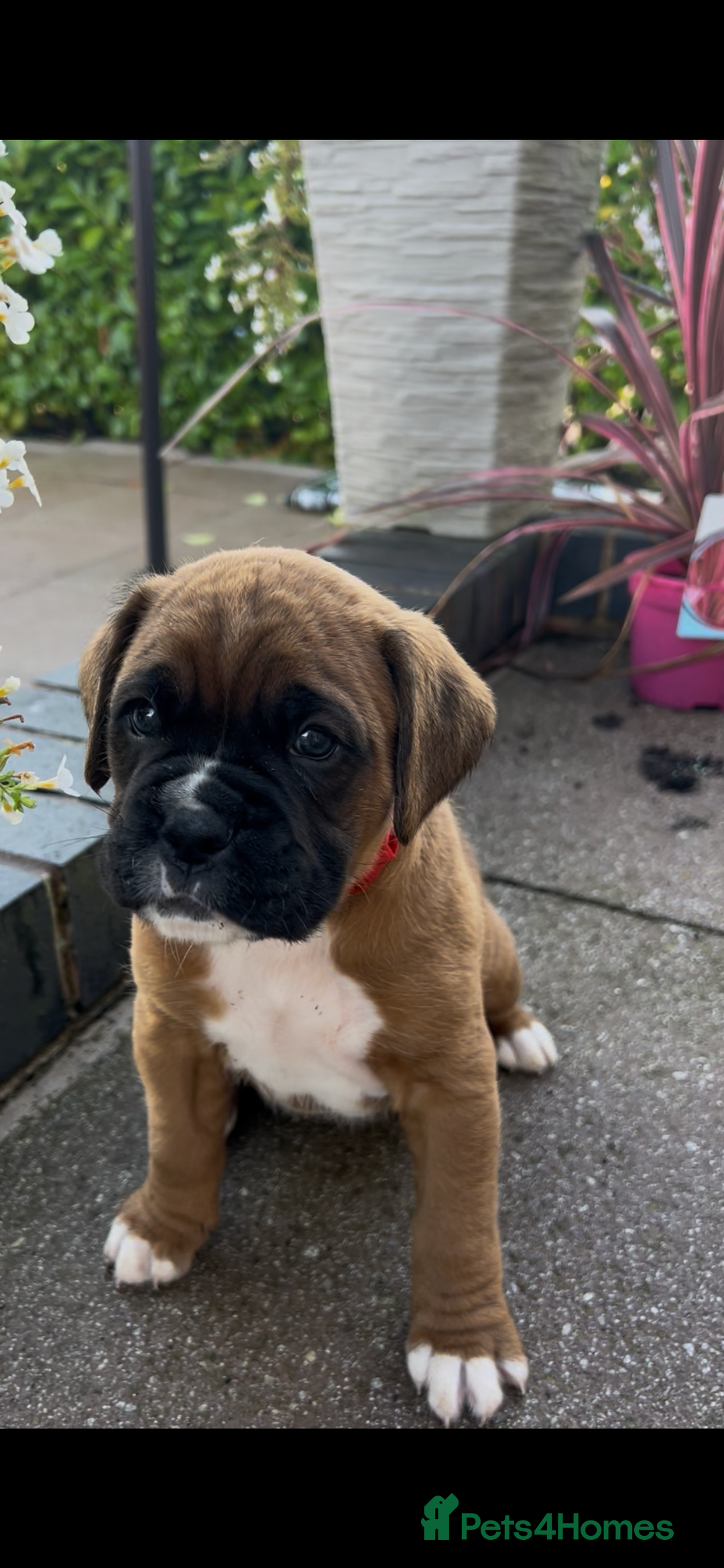 Boxer dogs for sale: KC registered boxer puppies  - Image 5