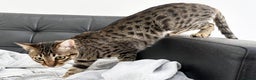 Savannah cats for sale: Three beautiful F5 SBT Savannah sisters - Advert 17