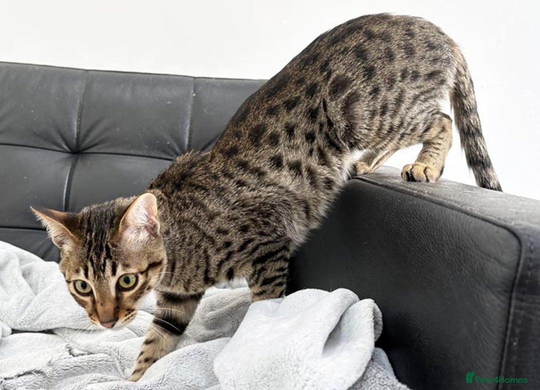 Savannah cats for sale: Three beautiful F5 SBT Savannah sisters - Advert 17
