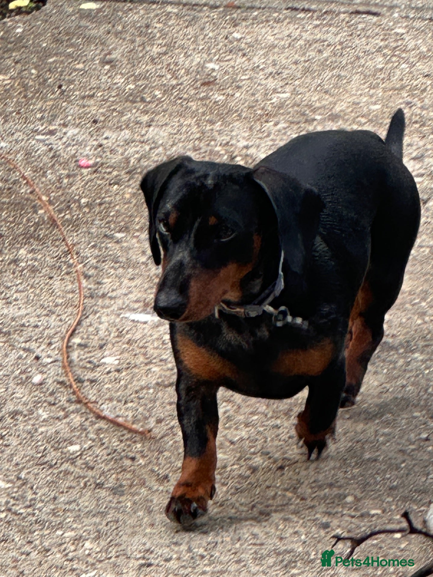 Dachshund dogs Lovely dappling dashhound  - Advert 5
