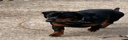 Dachshund dogs for sale: Lovely dappling dashhound  in Basildon - Advert 1