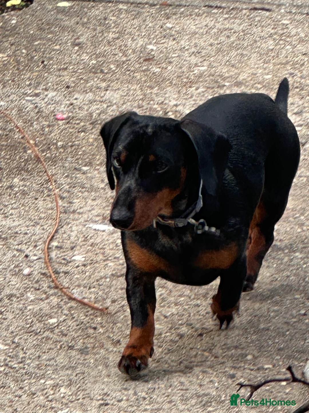 Dachshund dogs for sale: Lovely dappling dashhound  in Basildon - Advert 1