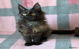 Maine Coon cats for sale: European Blood Lines GCCF Reg Main Coon Kittens  - Image 3