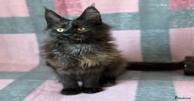Maine Coon cats - Advert 14